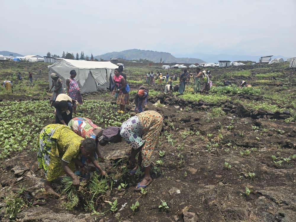 Bulengo Camp, North Kivu Empowering Internally Displaced Women Through Beans Cultivation - image 1