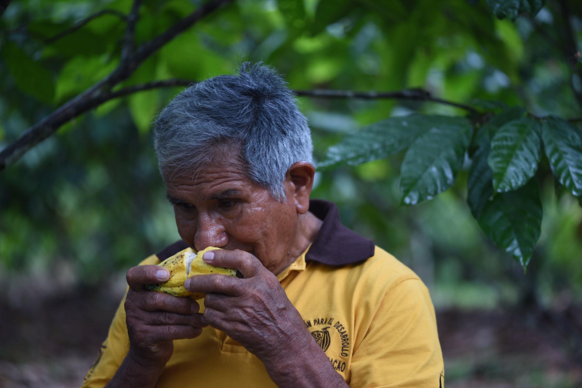 Cacao Peruvian Farmer - Alliance Bioversity International - CIAT
