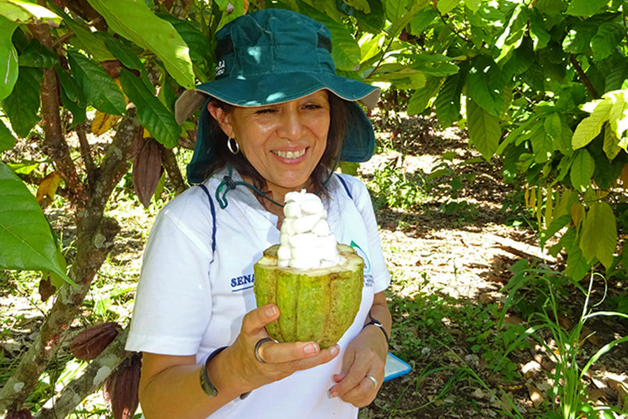 Cadmio en el cacao peruano: enmarcando el problema e investigando soluciones