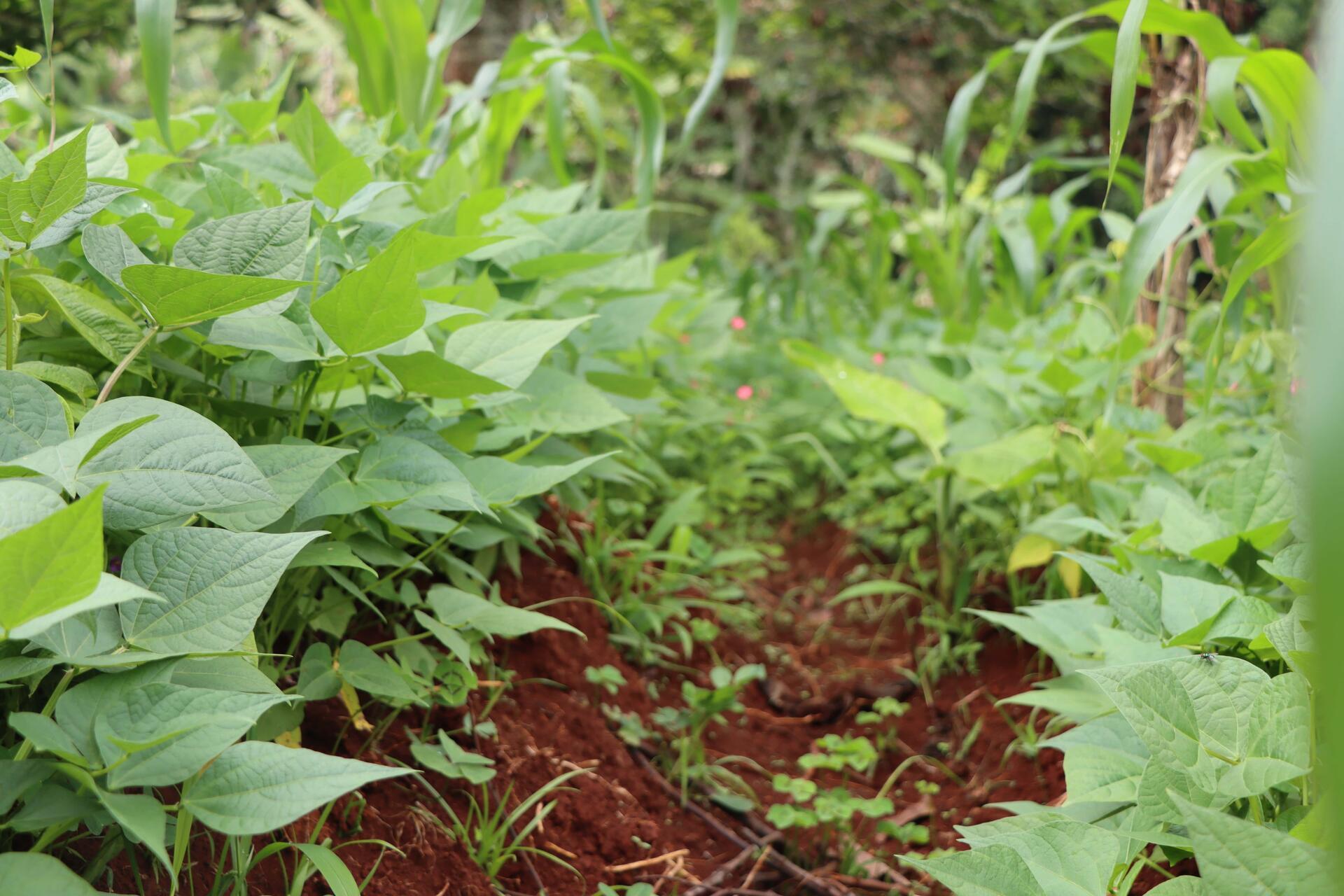 Cameroon - Alliance Bioversity International - CIAT - Image 3
