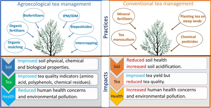 Can Agroecology Lead To A Greener Future For Tea - Image 1