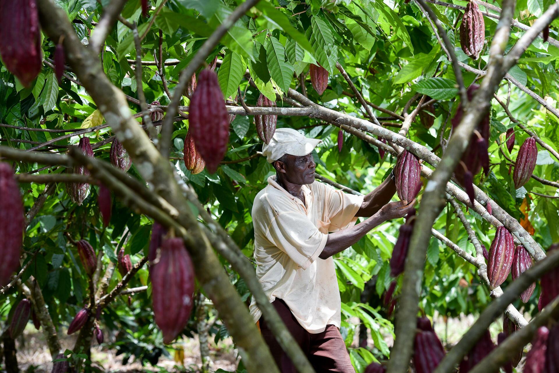 Can CRISPR make the cut - How the &lsquo;genetic scissors&rsquo; reframe gene editing for food security - Image 2