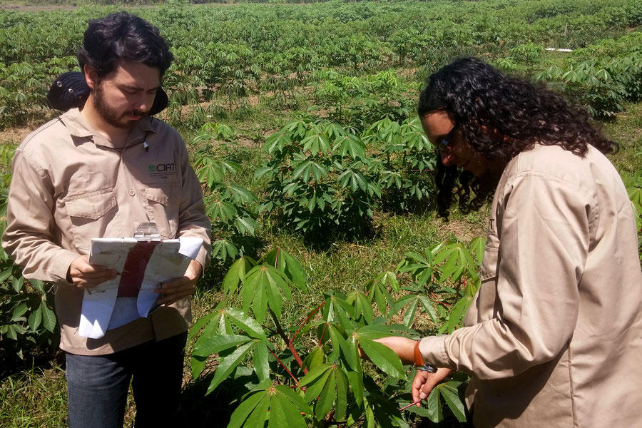 Brewing a cassava crop model