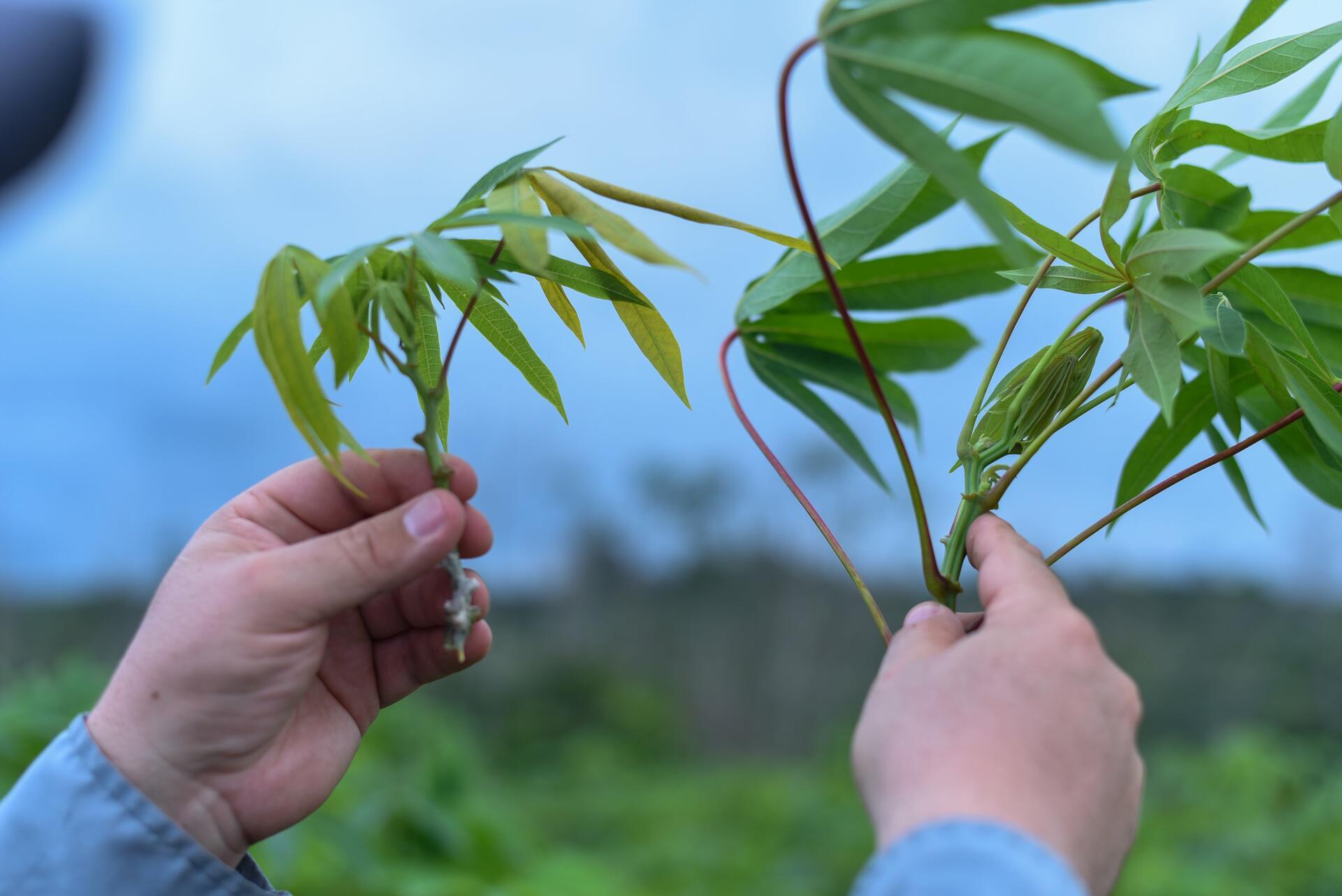 Cassava Witches&rsquo; Broom Disease - Image 6