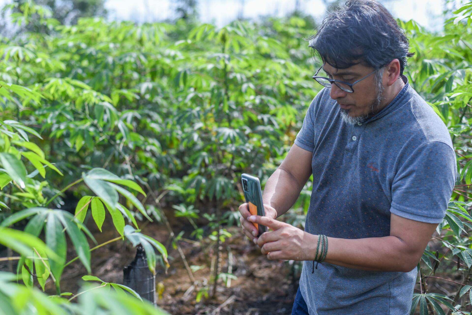 Cassava Witches&rsquo; Broom Disease takes flight in South America - Image 5