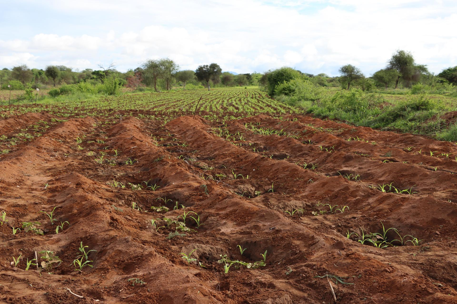 Climate Smart Agriculture Shaping the 2024 AFSF Conversation - Image 1