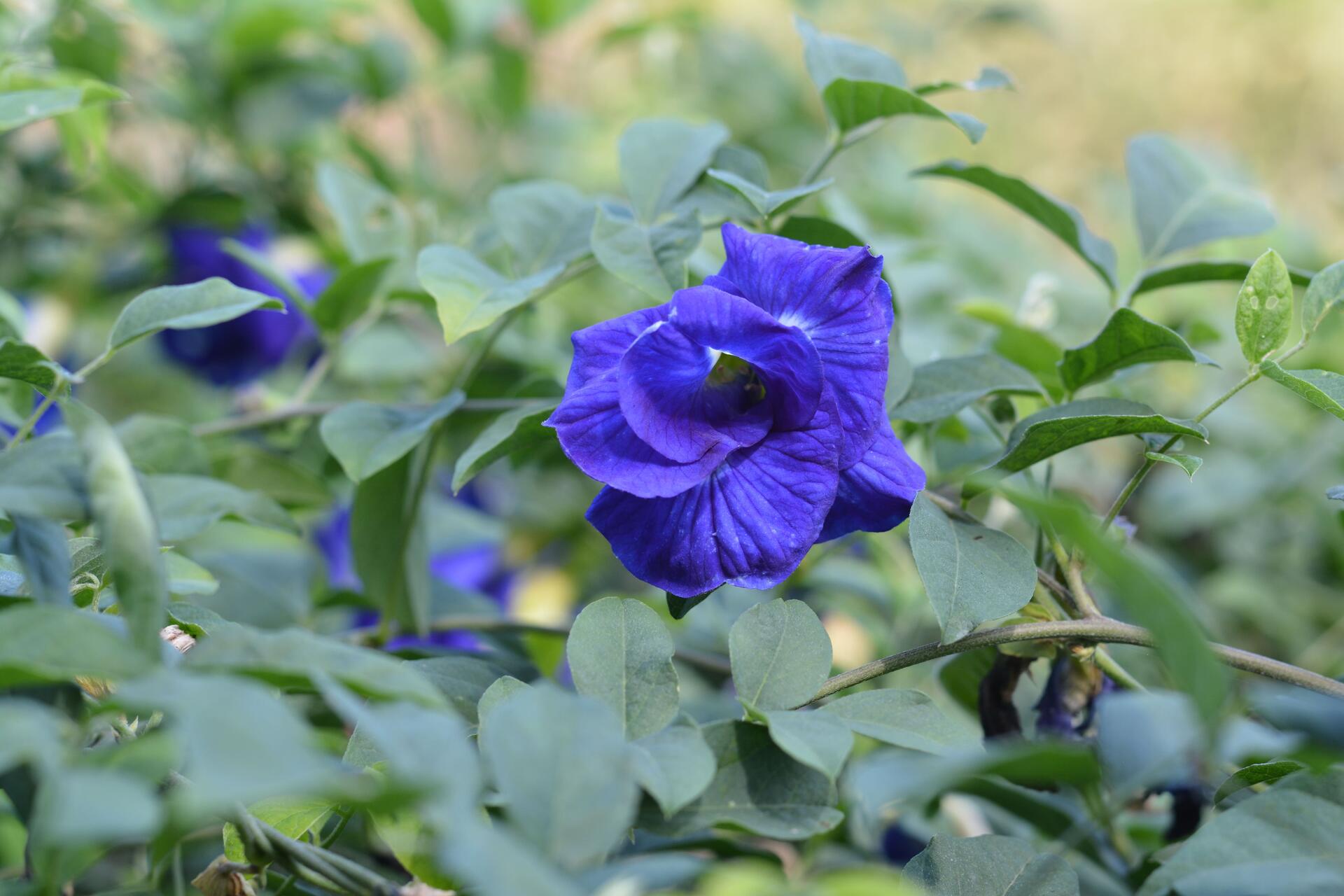 Clitoria ternatea grown alongside cassava as a soil-improving cover crop