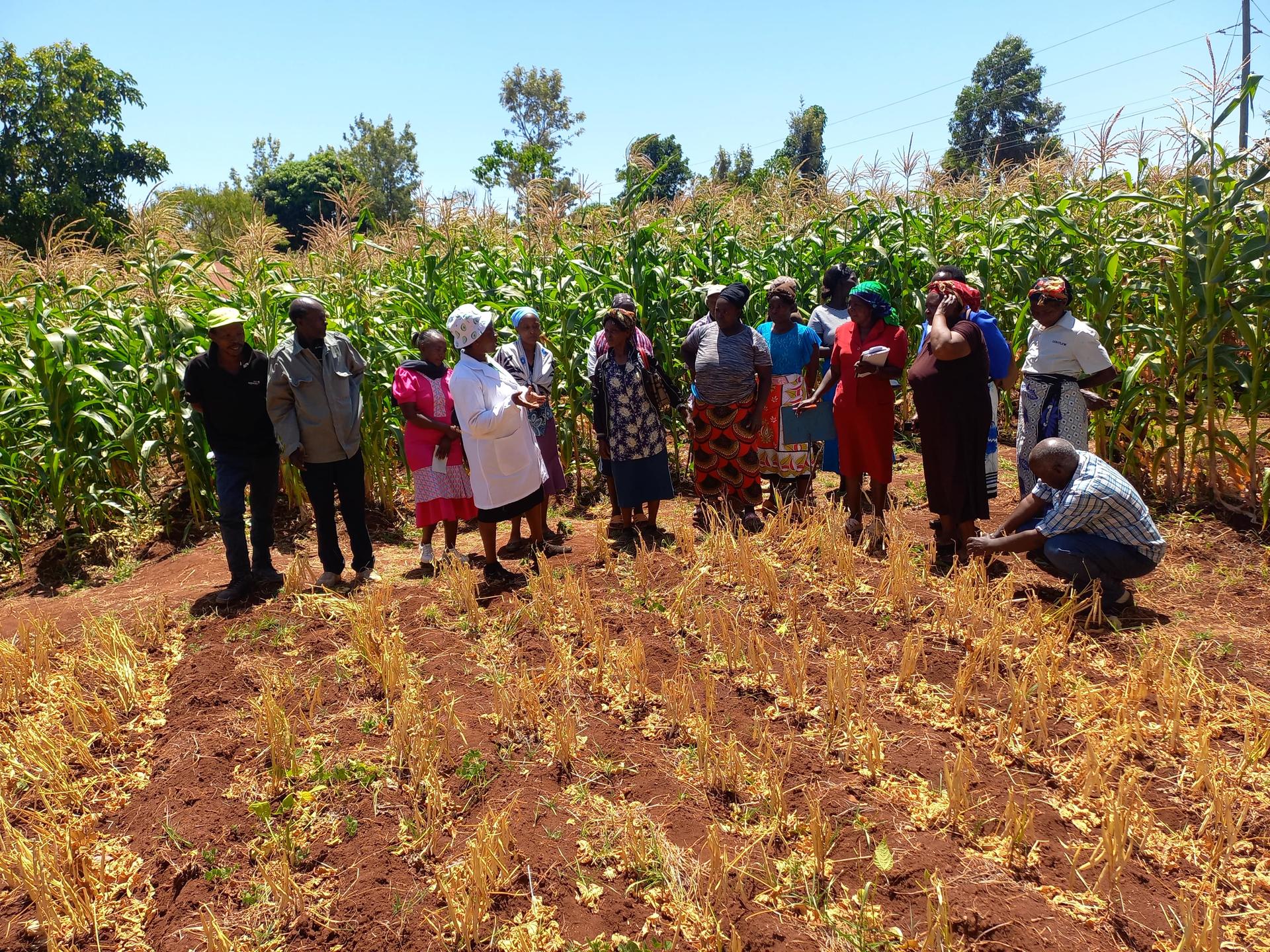 Co-design and learning around diversification for resilient agrifood systems in Kenya - Embu County Farmers - Alliance Bioversity International & CIAT