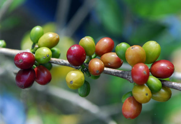 Wild coffee plants, Christmas trees and chocolate's tree are surprisingly poorly protected