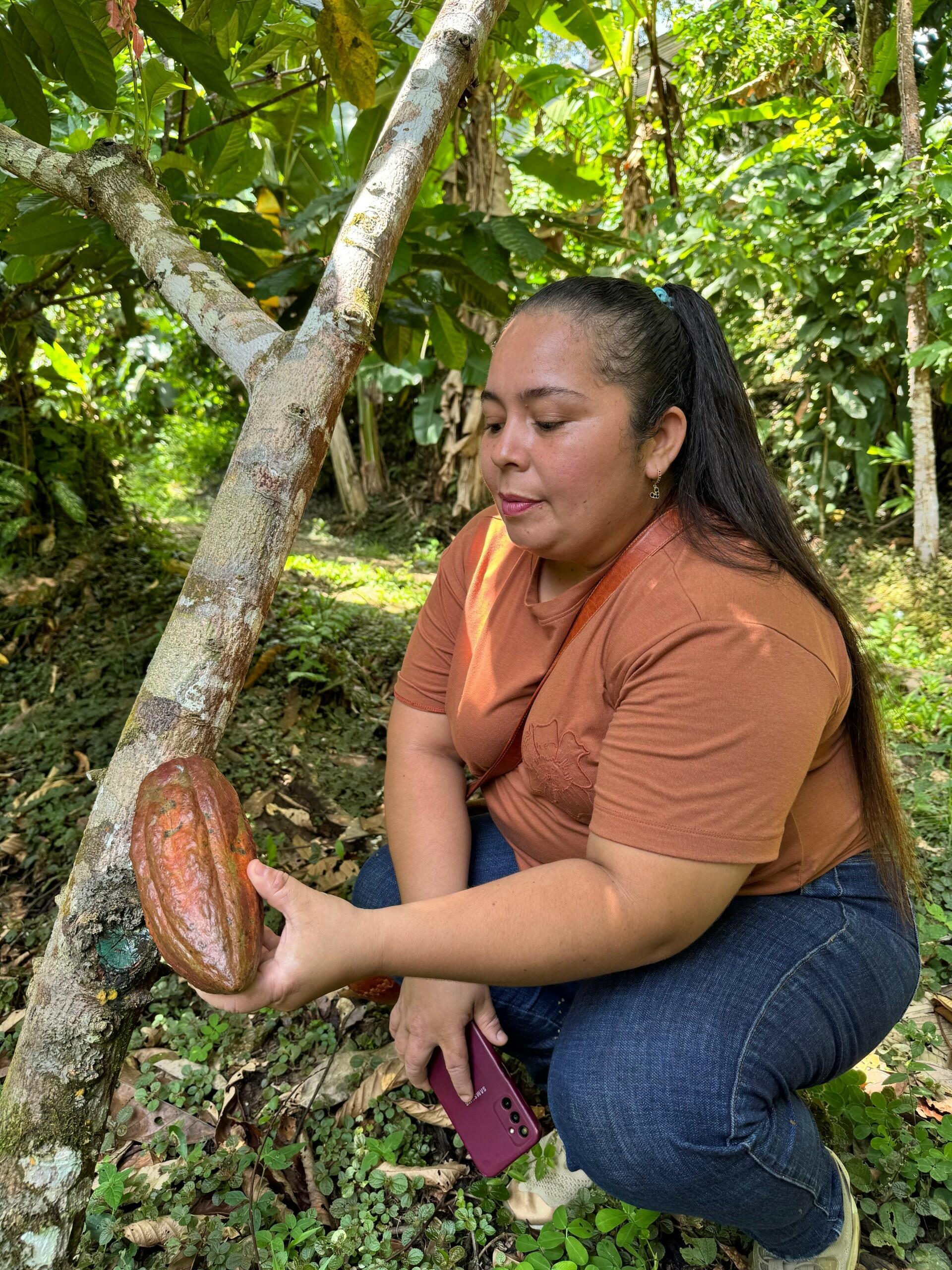 Comit&eacute; de la Cadena del Cacao del Caquet&aacute; - Una historia de crecimiento e incidencia tejida durante nueve a&ntilde;os en los bosques de la Amazon&iacute;a colombiana - 8