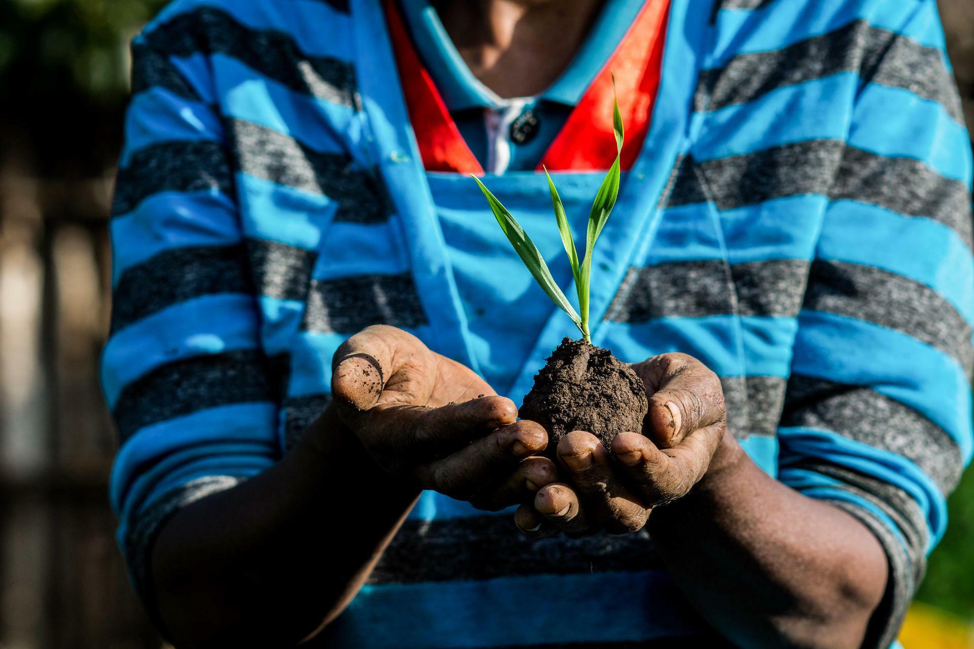 Community seed banks show promise as grassroots peacebuilding institutions - Image 1