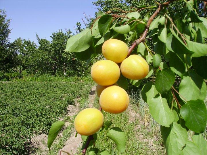 Increasing the profile of crop diversity in Uzbekistan