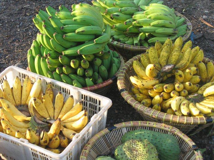 CNN talks to Bioversity International about 'Panama disease' in bananas