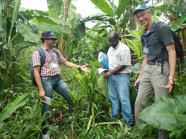 Banana scientists cover significant ground in battling banana disease BBTD