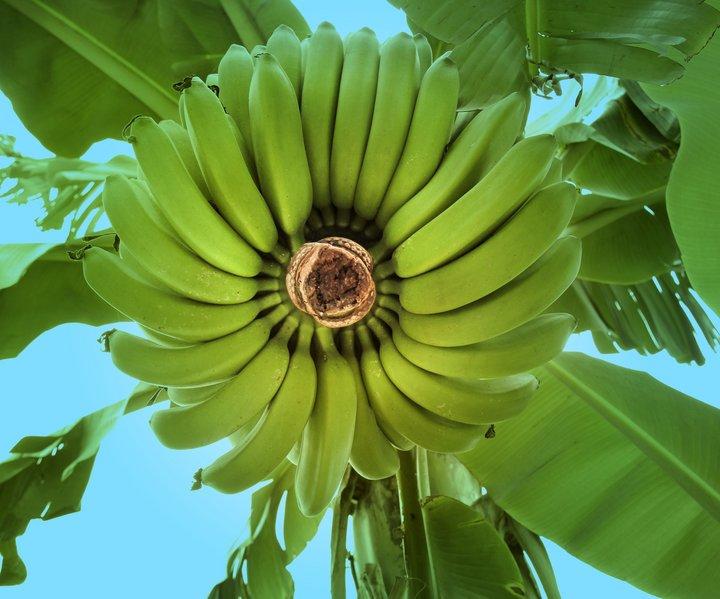 Global programme seeks to contain serious threat to the world’s bananas