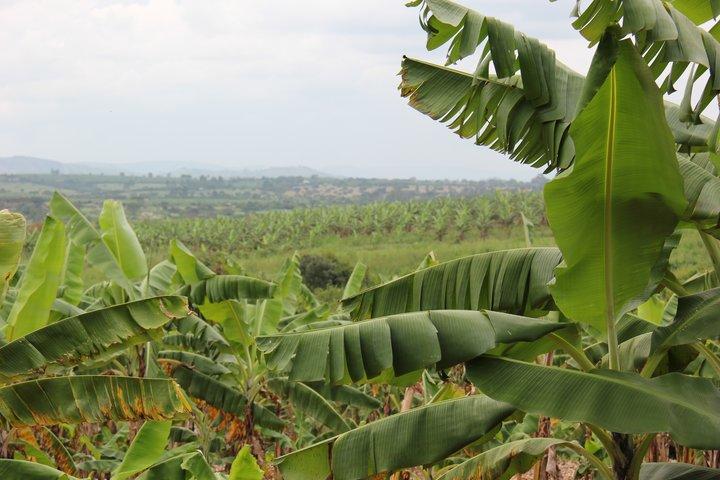 Take a virtual tour of the Mbarara field collection of banana diversity, Uganda