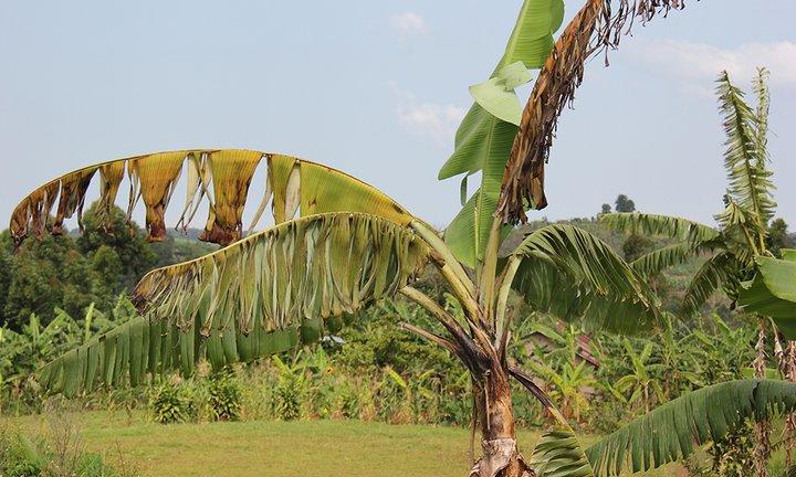 Farmer-friendly method controls banana Xanthomonas wilt disease