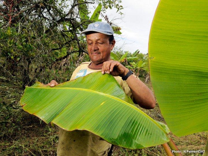 Crank it up! Researchers discover that banana plants enjoy thermotherapy