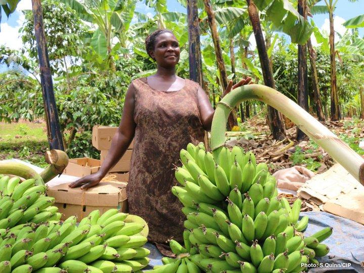 Innovation injects income opportunities into the banana value chain