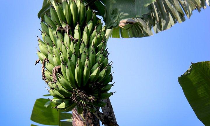 New insights into banana genetics