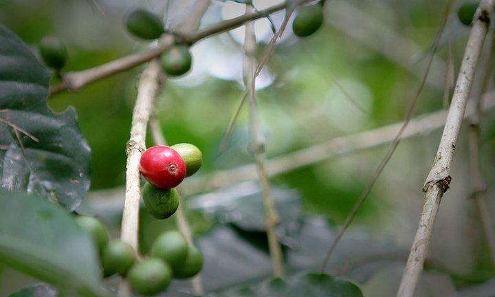 Coffee genome sequenced - an important step for crop improvement