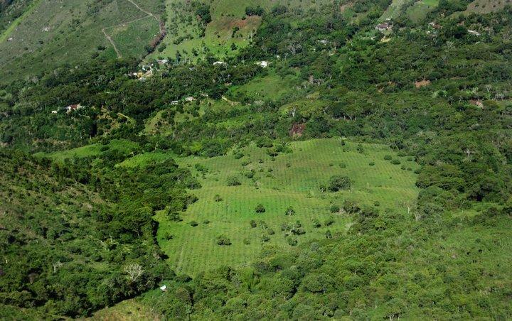 A tool to guide species and seed selection for the restoration of seasonally dry tropical forest in Colombia