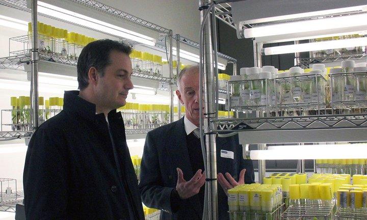 Belgium renews strong support to Bioversity International’s banana research