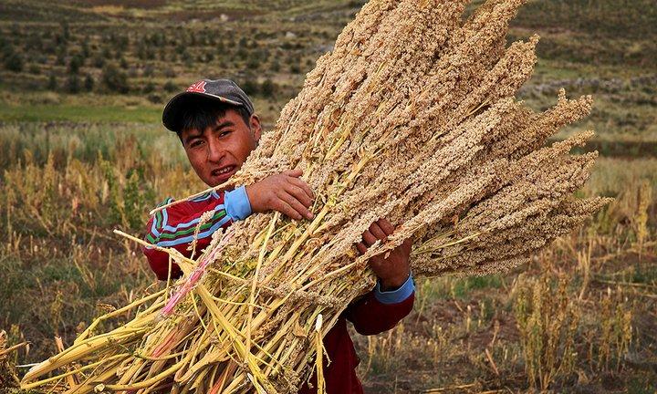 Peruvian government and farming communities commit to conserving quinoa diversity