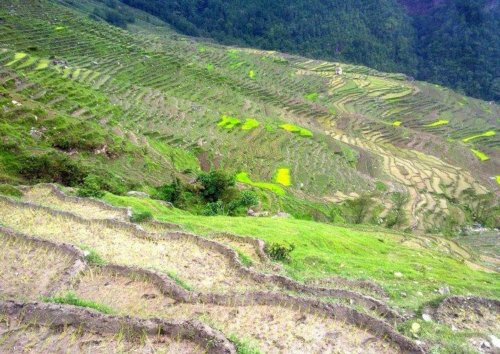Safeguarding native seeds and rebuilding local seed systems in the aftermath of the Nepal earthquakes
