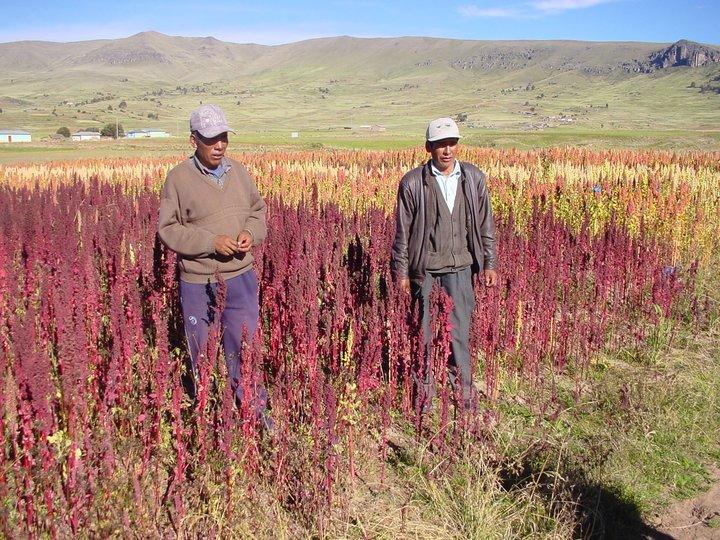 Learning from the Andeans and safeguarding crop diversity in mountain communities in China