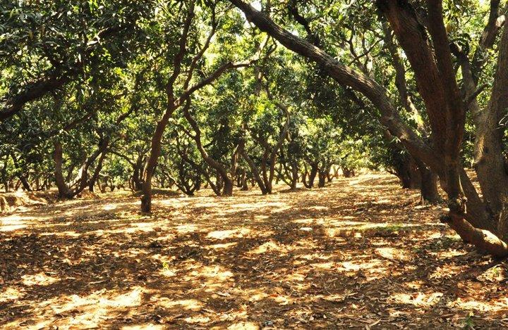 Inherited orchards are a treasure trove of mango diversity in southern India