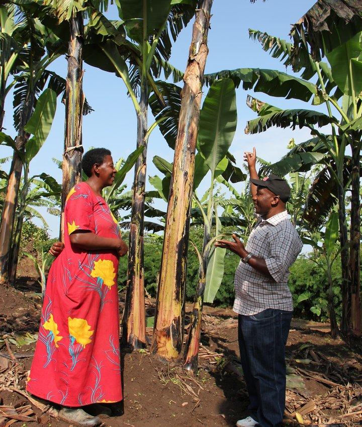 Managing banana pests and diseases in East and Central Africa