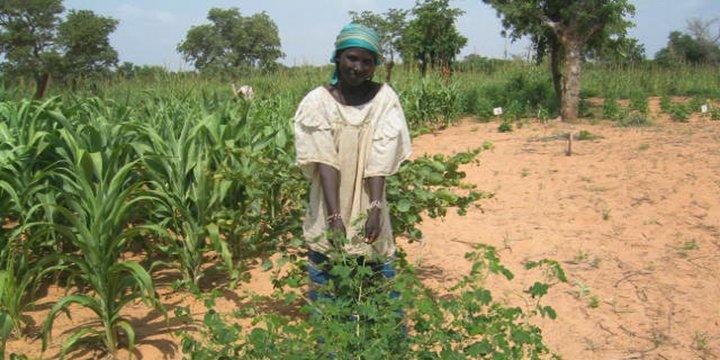Women farming wild species in West Africa