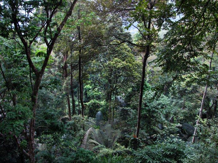 To sustain timber yields in Asian forests genetic issues must be addressed