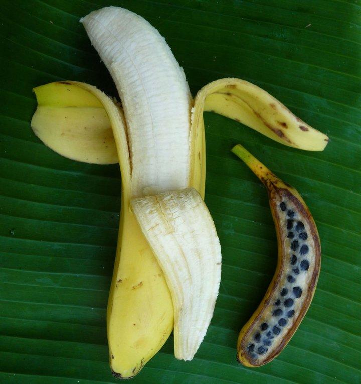 Al Jazeera writes about the need to diversify banana production