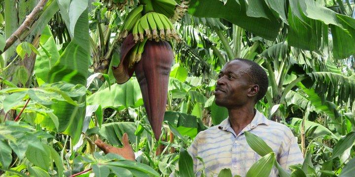 Reducing micronutrient deficiencies with vitamin A-rich bananas in rural Eastern Africa