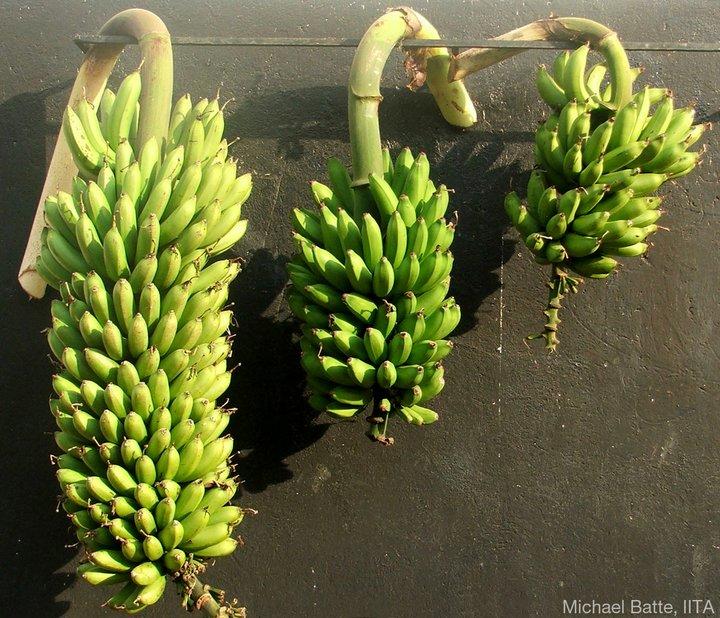 The African Great Lakes region to be the testing ground for NARITA bananas