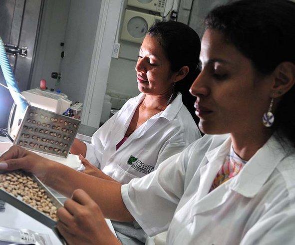 The Alliance genebank in Colombia contains one of the largest collections of beans, cassava and tropical forages in the world. These samples are conserved, studied and shared. Credit: CIAT/N. Palmer