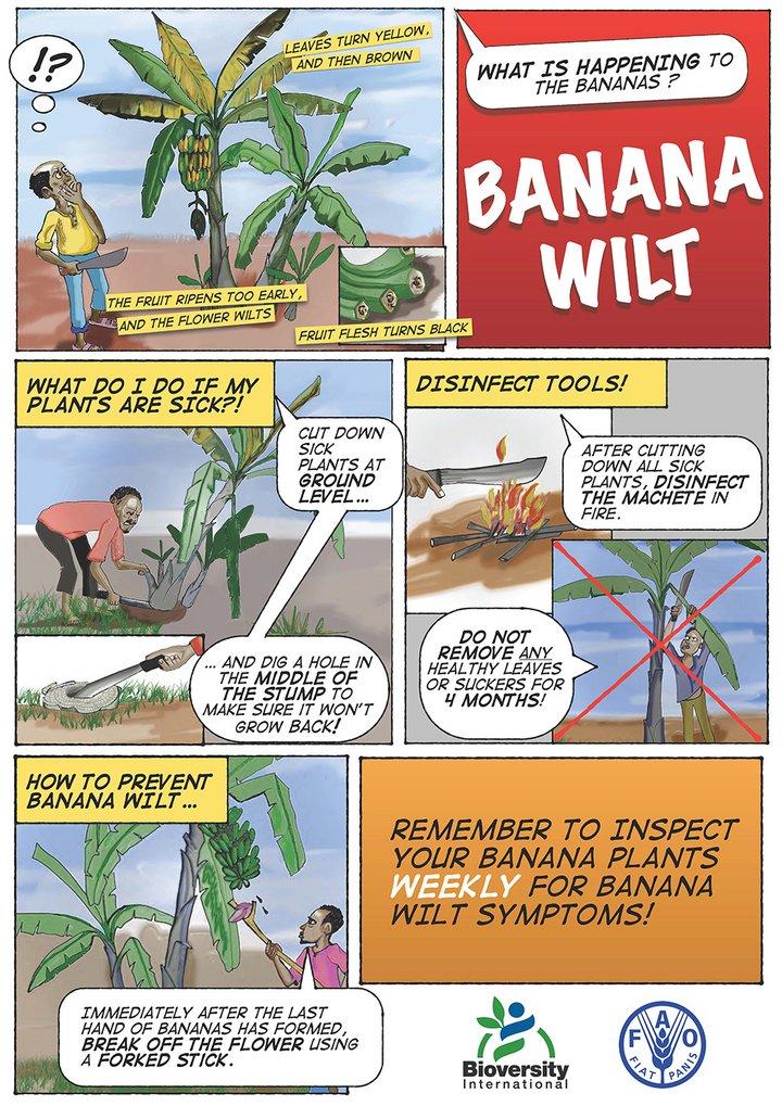 Collaboration on research and training to control banana Xanthomonas wilt in East and Central Africa