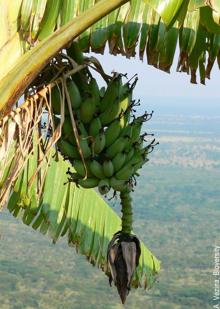 CGIAR centres and research programmes combine forces to reduce the damage of banana disease in Uganda