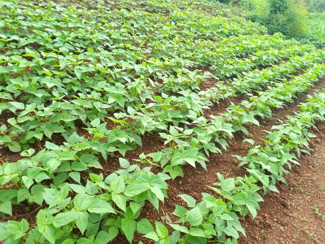 Cultivating Health How School Gardens Are Powering Kigali’s School Feeding Program - Image 3