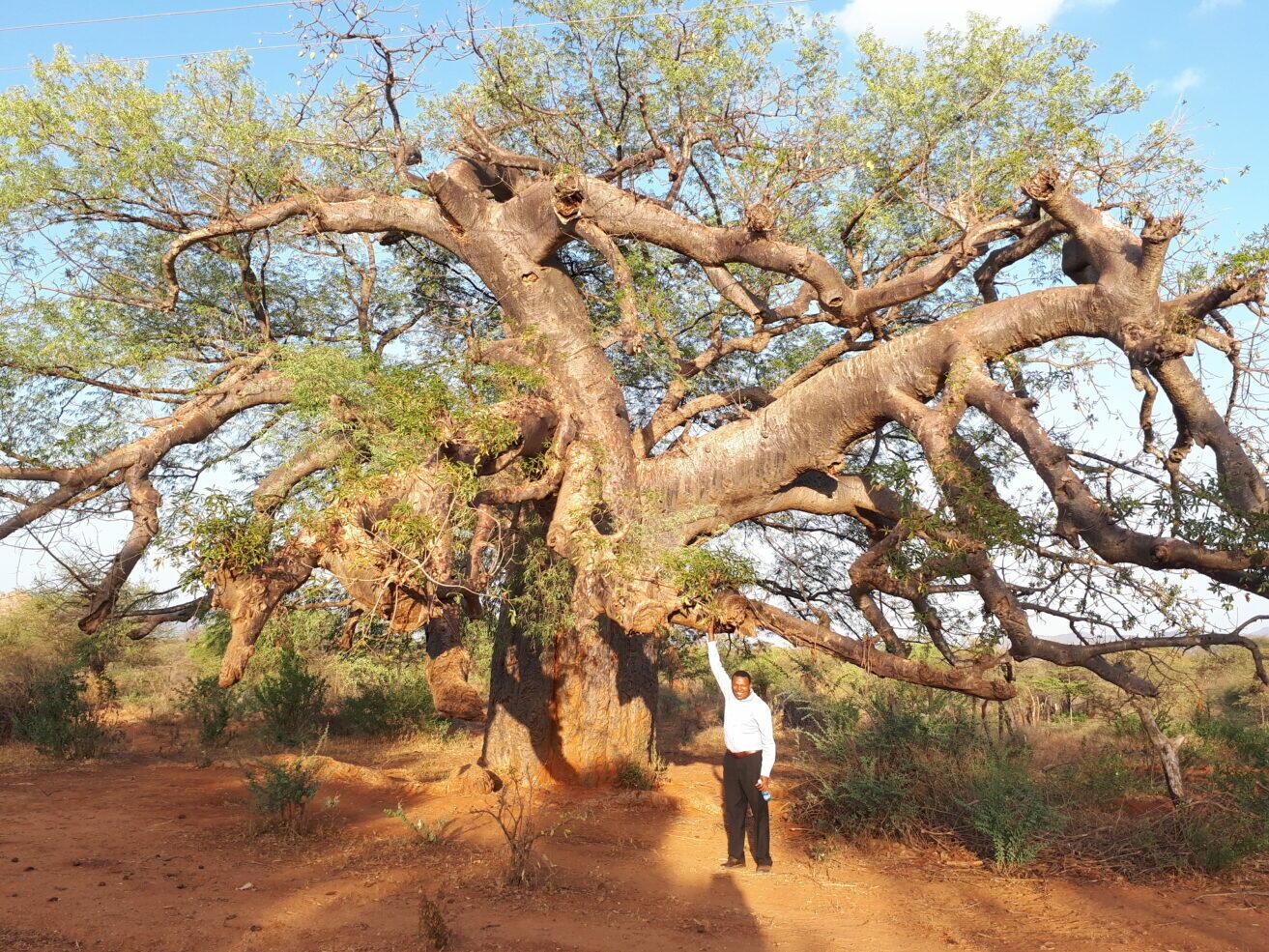 Cultivating opportunity - Revaluing traditional crops for nutrition, heritage and resilience in Africa - Image 4