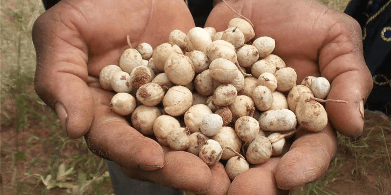 Cultivating opportunity - Revaluing traditional crops for nutrition, heritage and resilience in Africa - Image 8