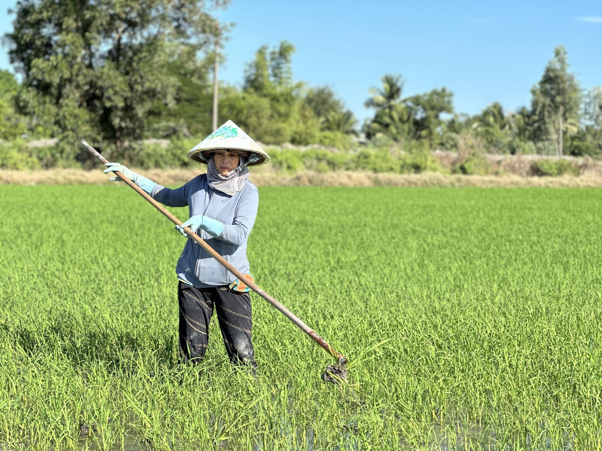 Daily work of female farmer in An Giang province,  November 2023