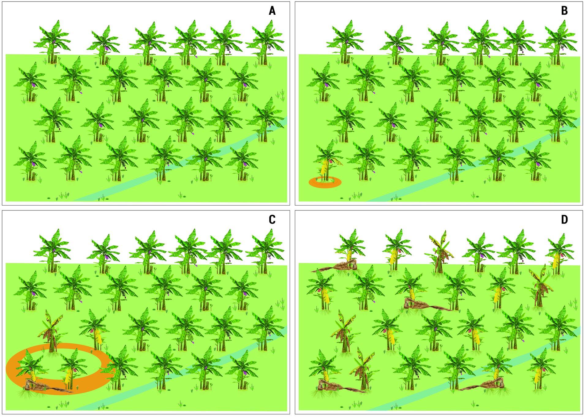 Detection of Fusarium wilt tropical race 4 - Disease_scenarios full