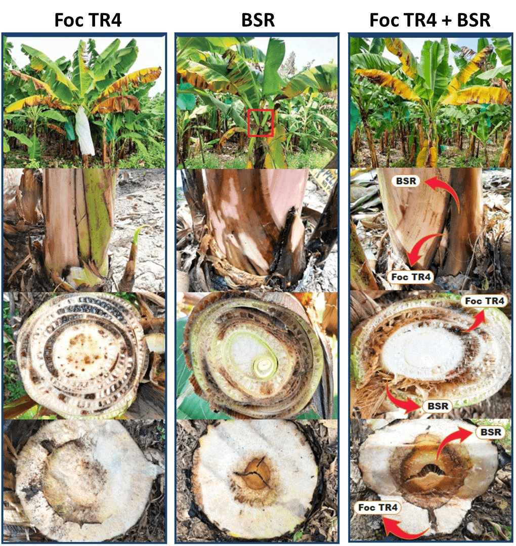 Detection of Fusarium wilt tropical race 4