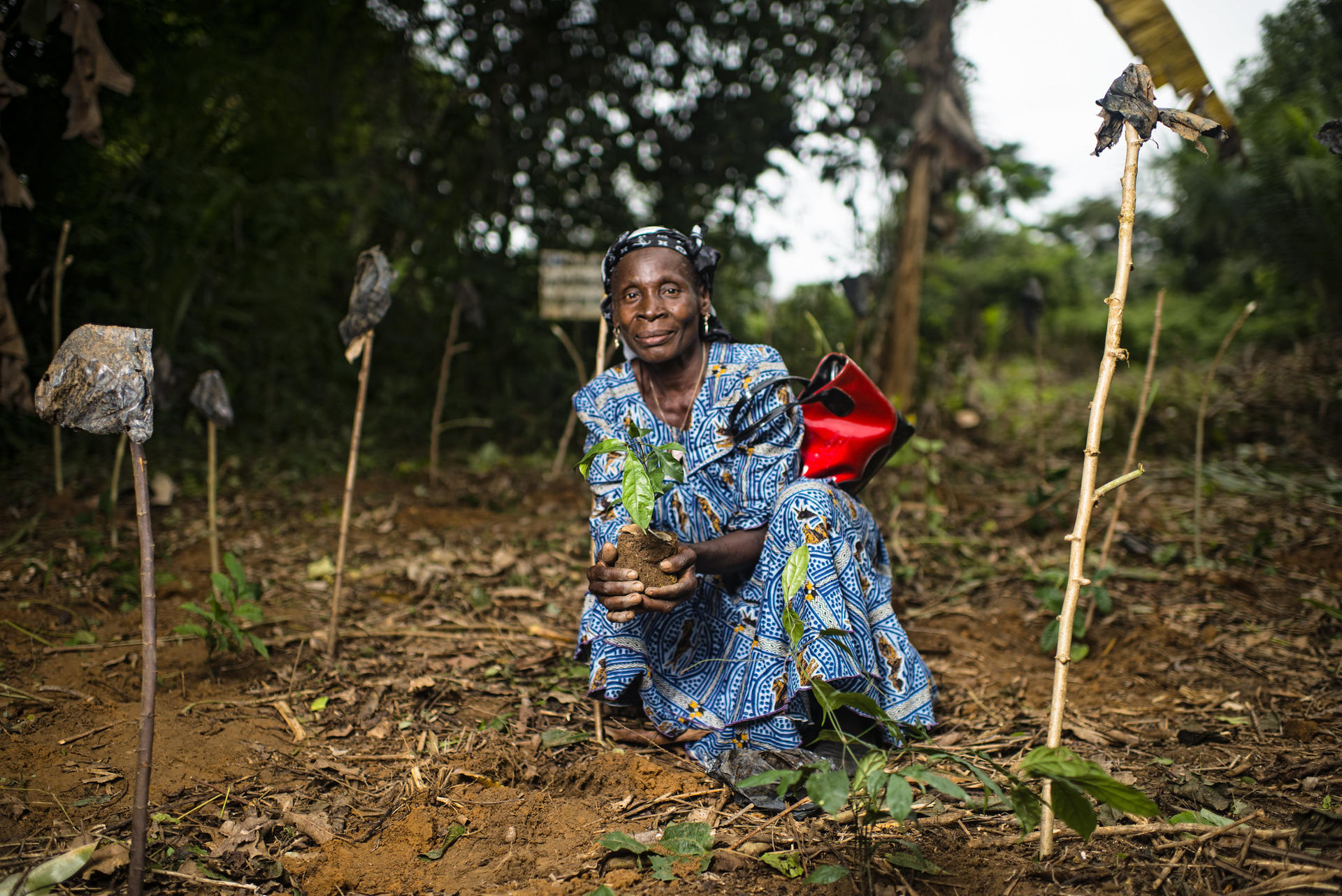 Diolo Celine plants Gnetum (okok) in the village of Minwoho, Lekié, Center Region, Cameroon