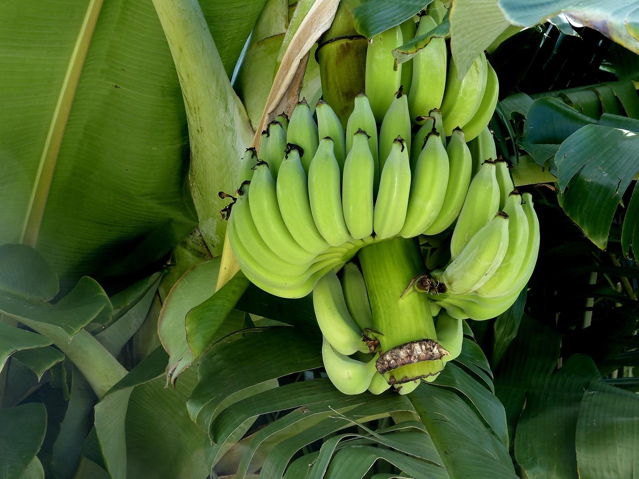 bunch of green bananas 