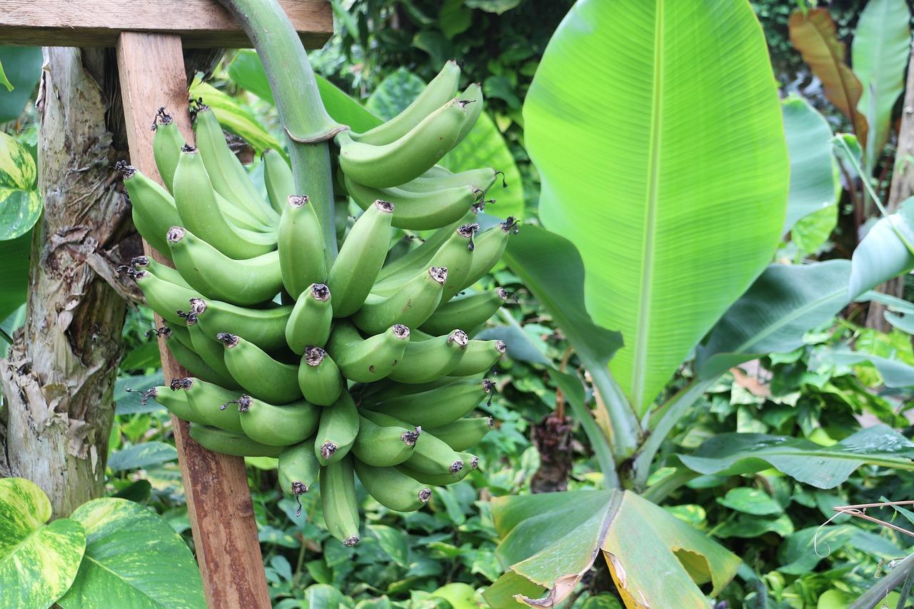 Bunch of bananas growing 