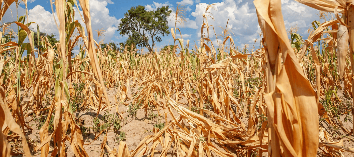 Drought and deluge - How El Ni&ntilde;o could strike Africa on multiple fronts - Alliance Bioversity International - CIAT - Image 1